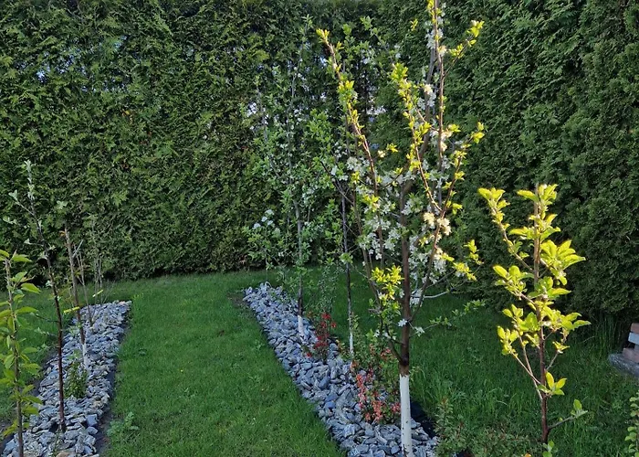 Szary Odpoczynek Na Pietrze - Wies